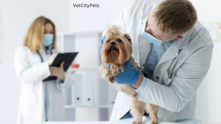 ветеринарная клиника vetcitypets